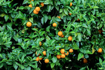 Nice tree with many oranges