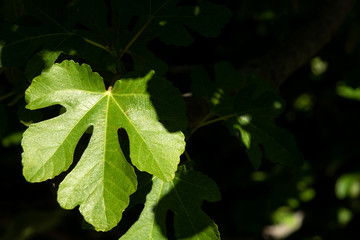 Sunny green fig leaf