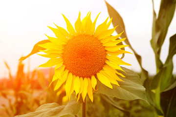 Close beautiful sunflower with a bright yellow