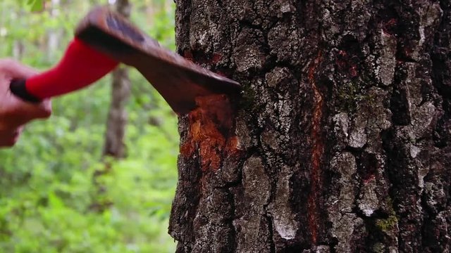 A lumberjack with an axe cuts a tree the chips fly off, deforestation