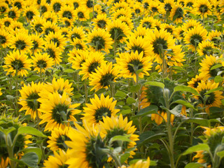 Field of Sunflowers