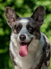 Beautiful grey corgi dog with different colored eyes