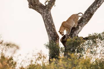 Leopard in Kruger National park, South Africa - obrazy, fototapety, plakaty