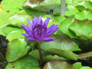 Water Lily and Lotus