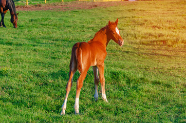 little foal of red color runs on the green grass in the pen