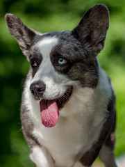 Beautiful grey corgi dog with different colored eyes