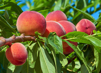 Pfirsichbaum, reife Pfirsiche.