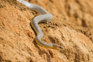 Fototapeta premium Dice snake (Natrix tessellata)