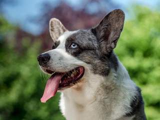 Beautiful grey corgi dog with different colored eyes