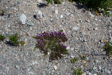 Mountain vegetation is striking in its diversity