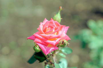 ピンク色のばら