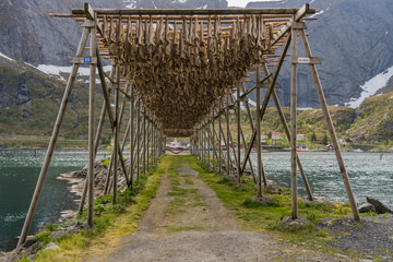 Cod bodies drying on a wooden rack, Lofoten Islands, Norway