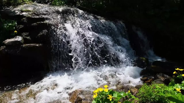 Summer waterfall with limpid water and yellow flowers in mountain forest.
