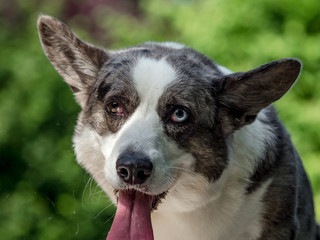 Beautiful grey corgi dog with different colored eyes