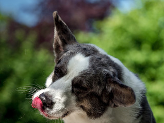 Beautiful grey corgi dog with different colored eyes