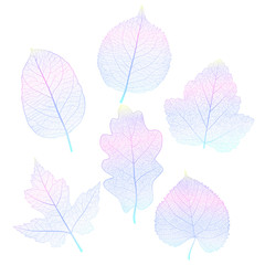 Set colored leaves on white. Vector illustration. EPS 10.