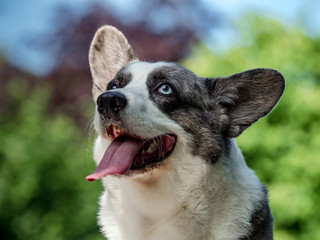 Beautiful grey corgi dog with different colored eyes