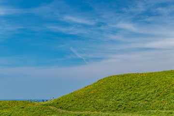 大野亀のトビシマカンゾウ