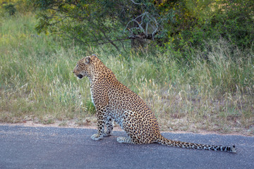 Leopard in Kruger National park, South Africa