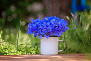 Summer beautiful bouquet blue corn flowers in white pot on nature background.