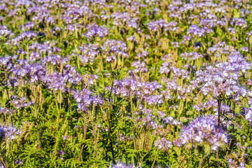 Obraz premium Beautiful violet field of lavender.