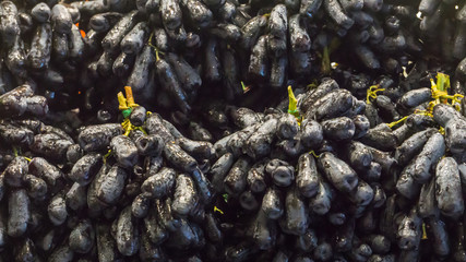 Fresh Fruit Brunch Green Grapes on Shelf in Fresh Fruit market Thailand Travel Background Concept