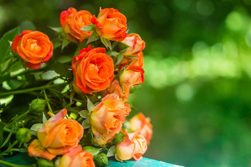 Orange roses on fresh green leaf background.