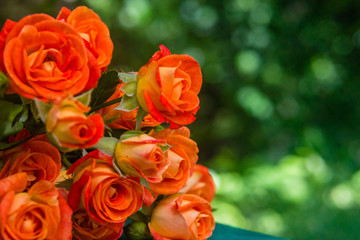Orange roses on fresh green leaf background.