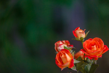 Orange roses on fresh green leaf background.