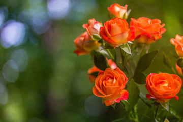 Orange roses on fresh green leaf background.