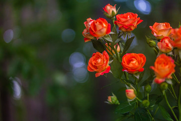 Orange roses on fresh green leaf background.