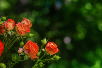 Orange roses on fresh green leaf background.