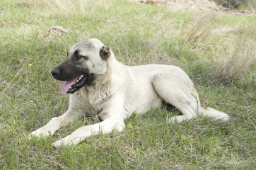 Kangal Shepherd dog lying in grass