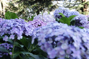 THESE IMAGES ARE BELONGS TO FLOWERS 