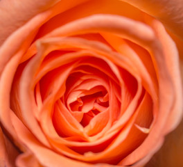 Beautiful orange roses flower in garden Rose flower background Roses flower texture Roses flower bouquet Orange rose