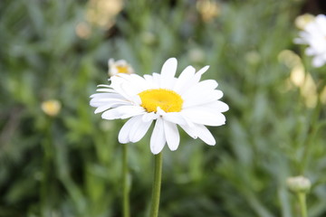 THESE IMAGES ARE BELONGS TO WHITE LILLY FLOWER