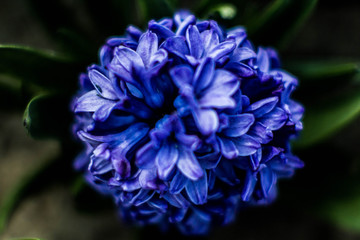 flowers hyacinths are beautiful color photos in macro