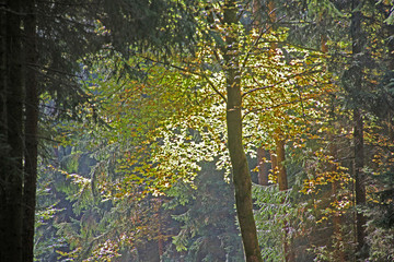 Herbst im Wald