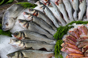 Raw fish group at the restaurant counter.