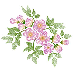 Beautiful spring flowers. Vector illustration, EPS 10