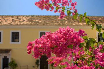 Fototapeta na wymiar fresh bright pink tropical flowers close-up on a branch with green leaves on a blurred background of a yellow house with white windows and a tiled roof under a blue sky