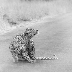 Leopard in Kruger National park, South Africa