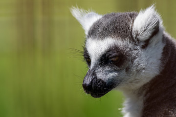 Naklejka na ściany i meble Ring-Tailed Lemur closeup portrait, Lemur catta, a large gray primate with golden eyes
