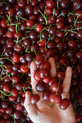 cherry many berry summer market