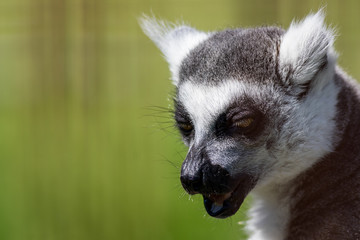 Ring-Tailed Lemur closeup portrait, Lemur catta, a large gray primate with golden eyes
