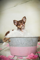 chihuahuawelpe