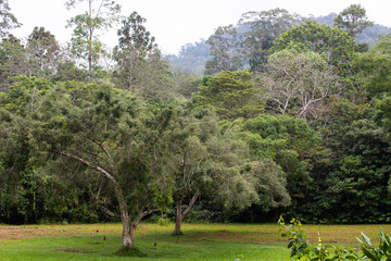 Fototapeta na wymiar The raiinforest of Taman Negara National Park