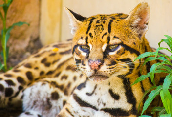 Obraz premium Close-up of an ocelot, Leopardus pardalis, laying on the ground