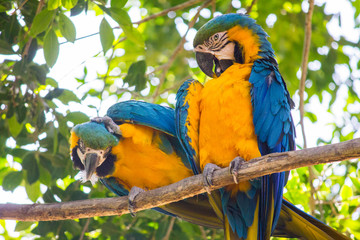A couple of blue and gold macaws posing on a branch