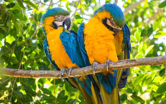 A couple of blue and gold macaws posing on a branch